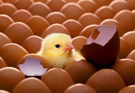 圖說雞蛋的真相——雞蛋為何不能吃