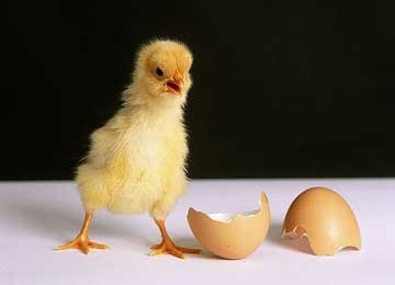 圖說雞蛋的真相——雞蛋為何不能吃