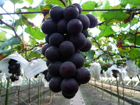 葡萄對人體的九大好處