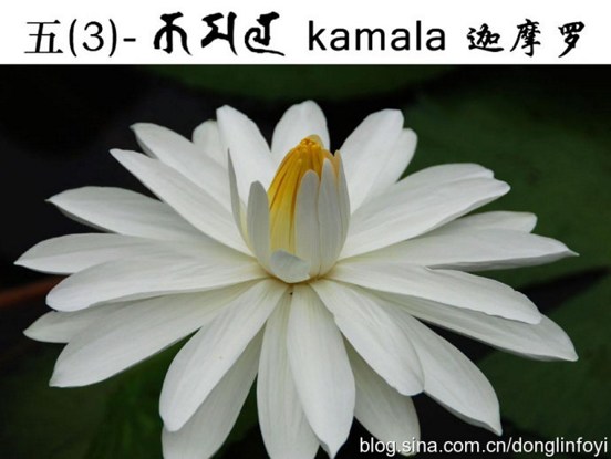 五種佛教的蓮花