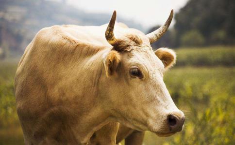 牛年說牛---佛教裡的「牛」