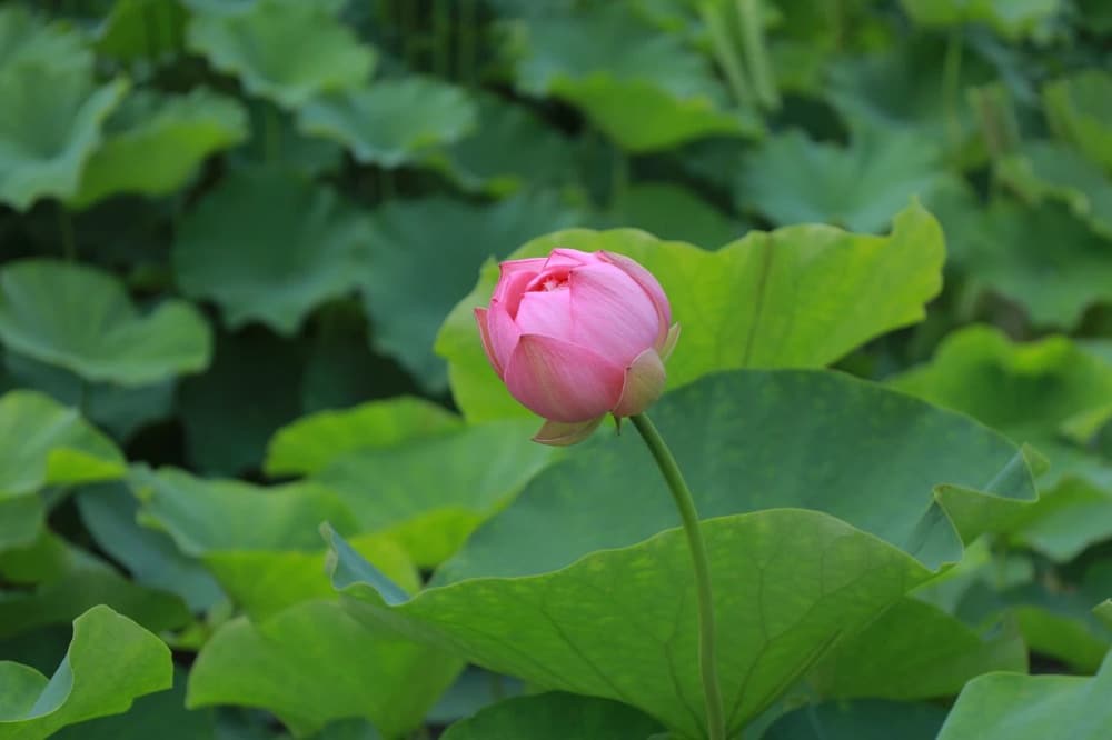 這是一個大安樂處啊