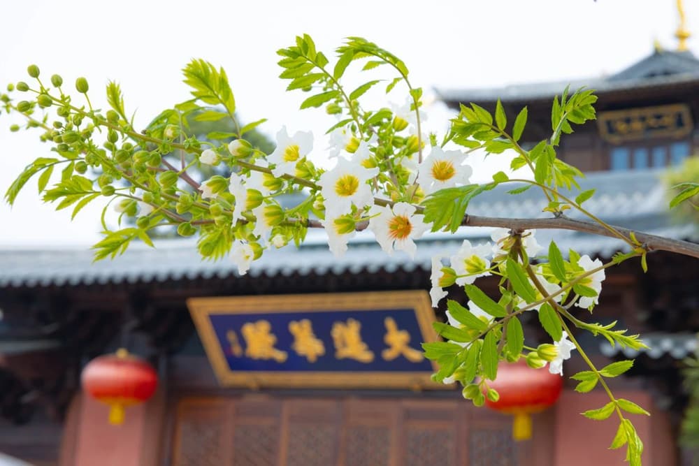 四念處之觀心無常