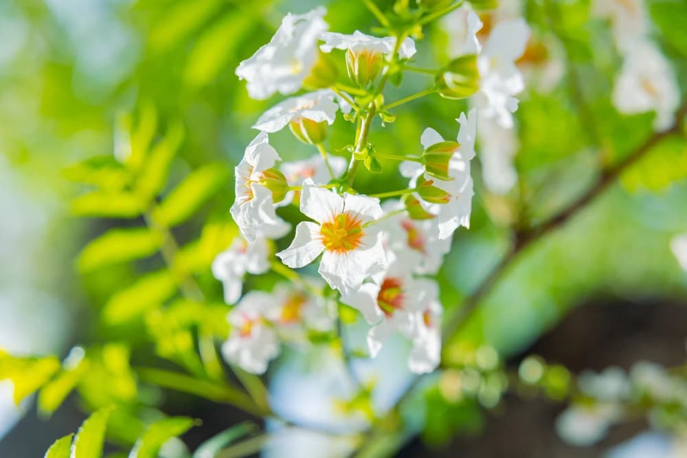 為什麼不讓顯現神通