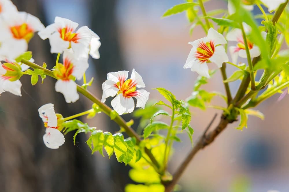 修行如果不發心，這個行就修不起來