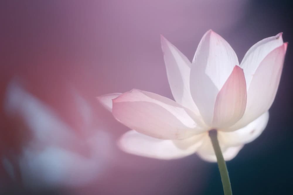 念佛求生淨土之人要修四念處