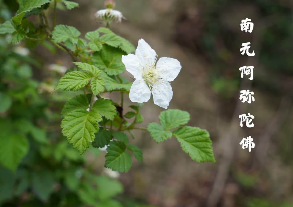 思諸法如夢，降伏現前的愛取煩惱
