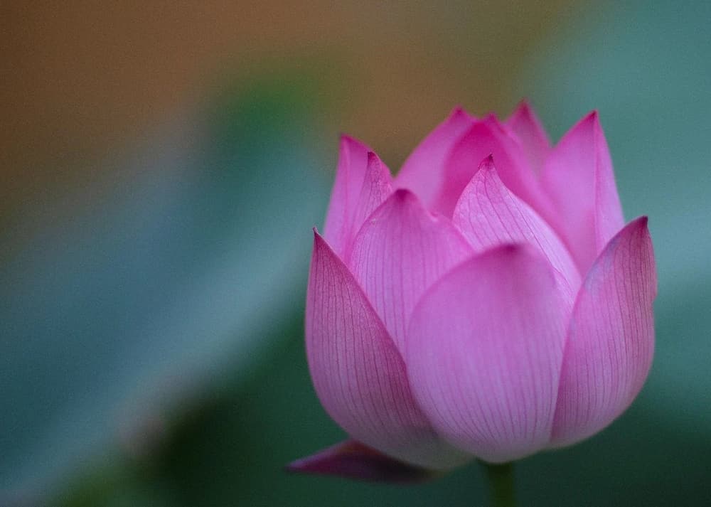 原來退後是向前