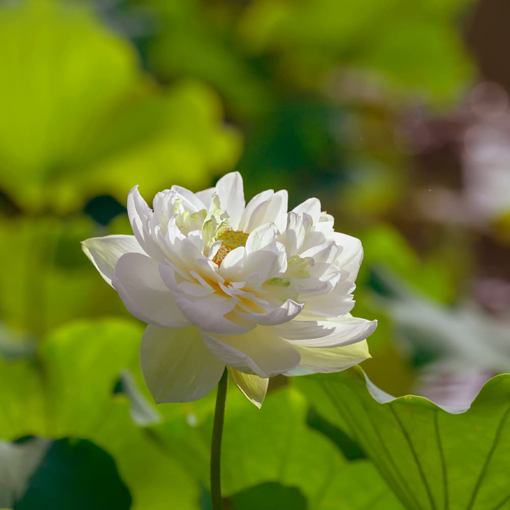 「浮塵五根」跟「勝義五根」