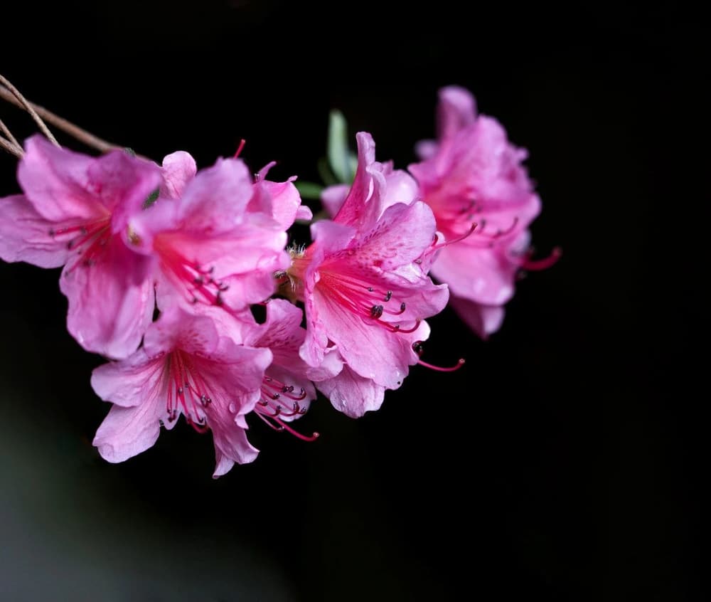 在家女眾應該怎麼修持用功