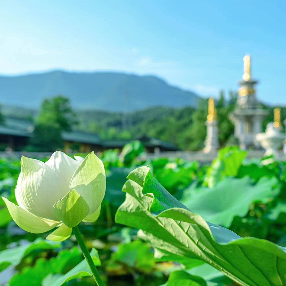 八萬大劫，猶為鴿身