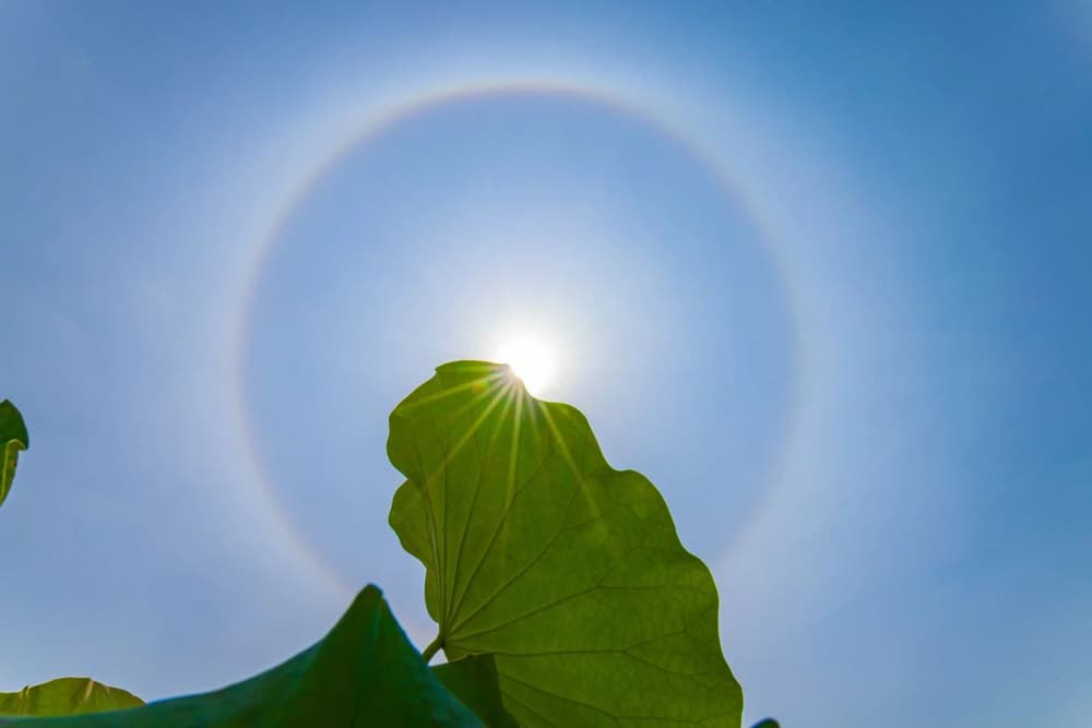 有情輪轉的形式：六道