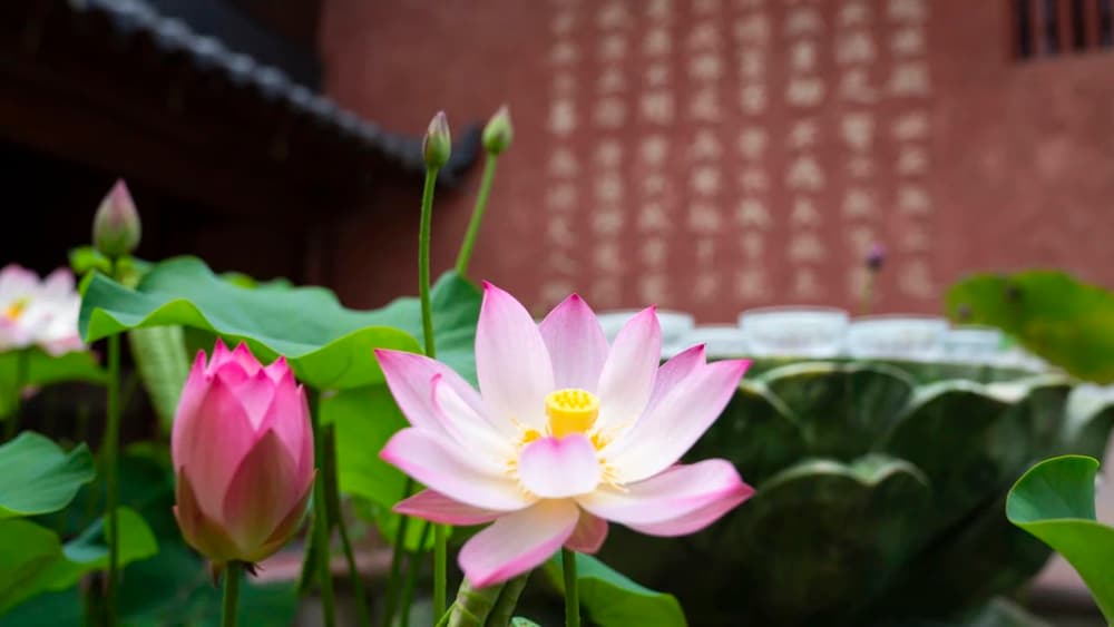 比丘應離這八種過失