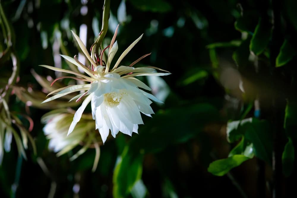 若信願堅固,臨終十念一念,亦決往生