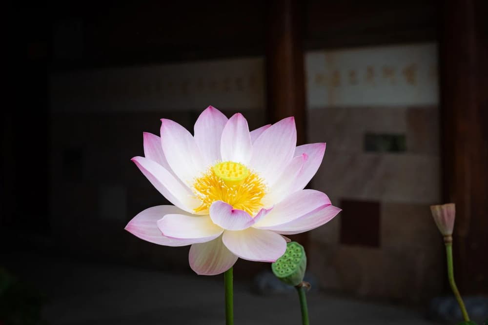 我們應該多多地如理作意