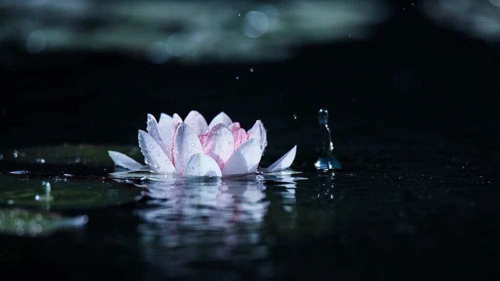 學佛要進步，必須從心地下功夫