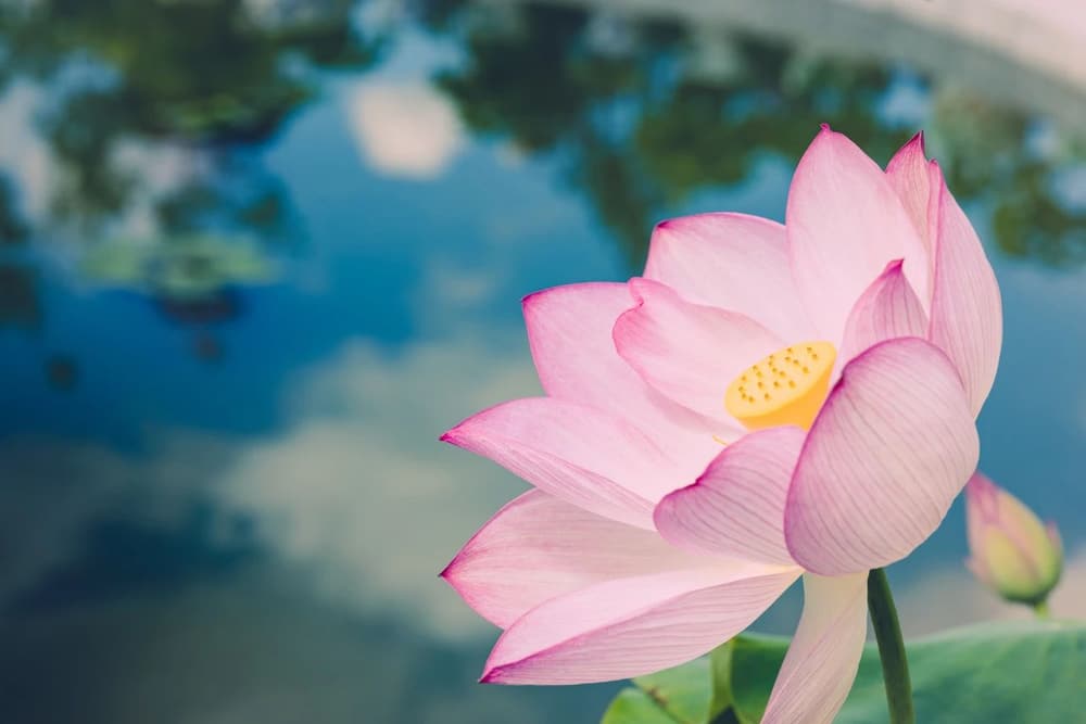 菩薩四謬與四正道