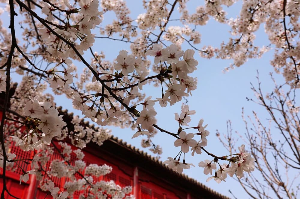 「掉舉」是什麼意思,打坐時需要觀想丹田什麼樣子嗎