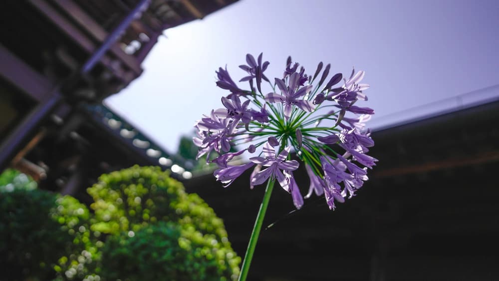 若發願來世再來做人，還是吃苦，豈不是打錯了願頭