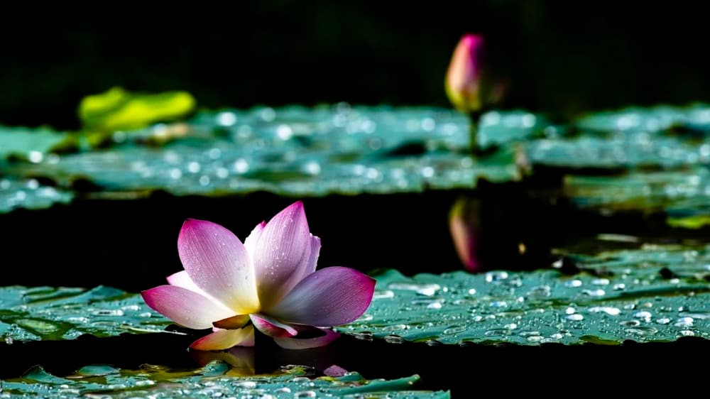 覺了不迷，經常保持覺照的工夫