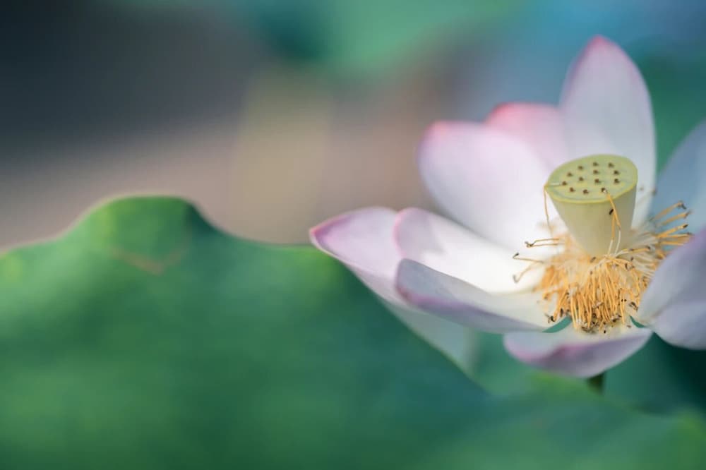 怎樣把往生之道跟成佛之道對接