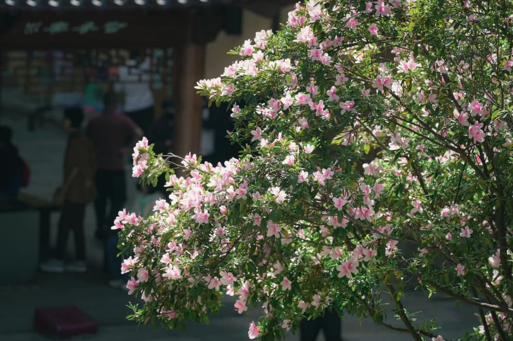 坐禪的十個步驟