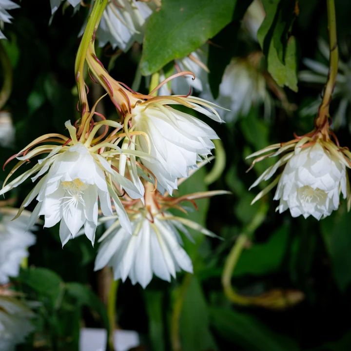 破和合識，斷相續心