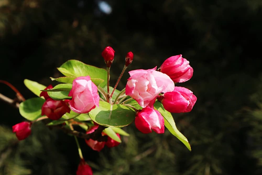 家庭教育，母教最要