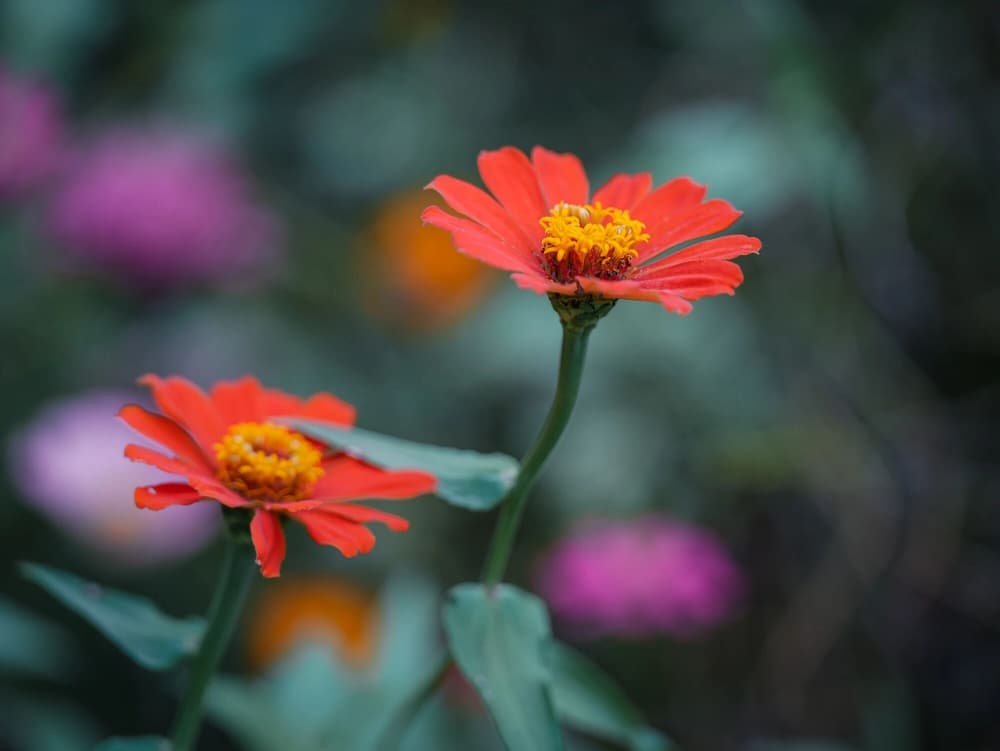 印光大師：攝心念佛法