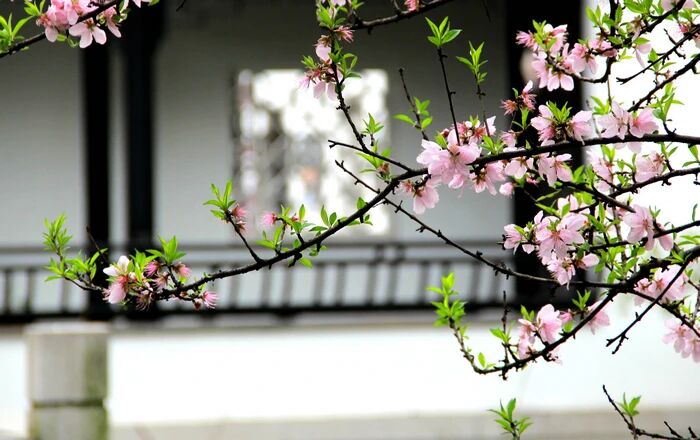 感應道交有顯應冥應兩種差別