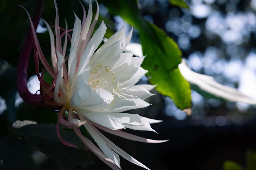 為什麼凡夫喜歡在三界之宅待著