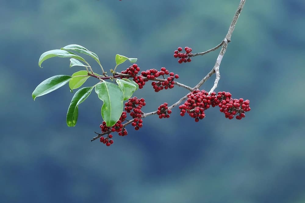 晚年受了一點病苦，一定要忍耐下來