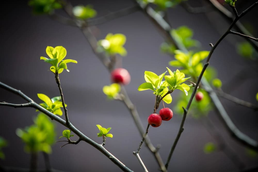 成就初發心住的菩薩，有七種功德