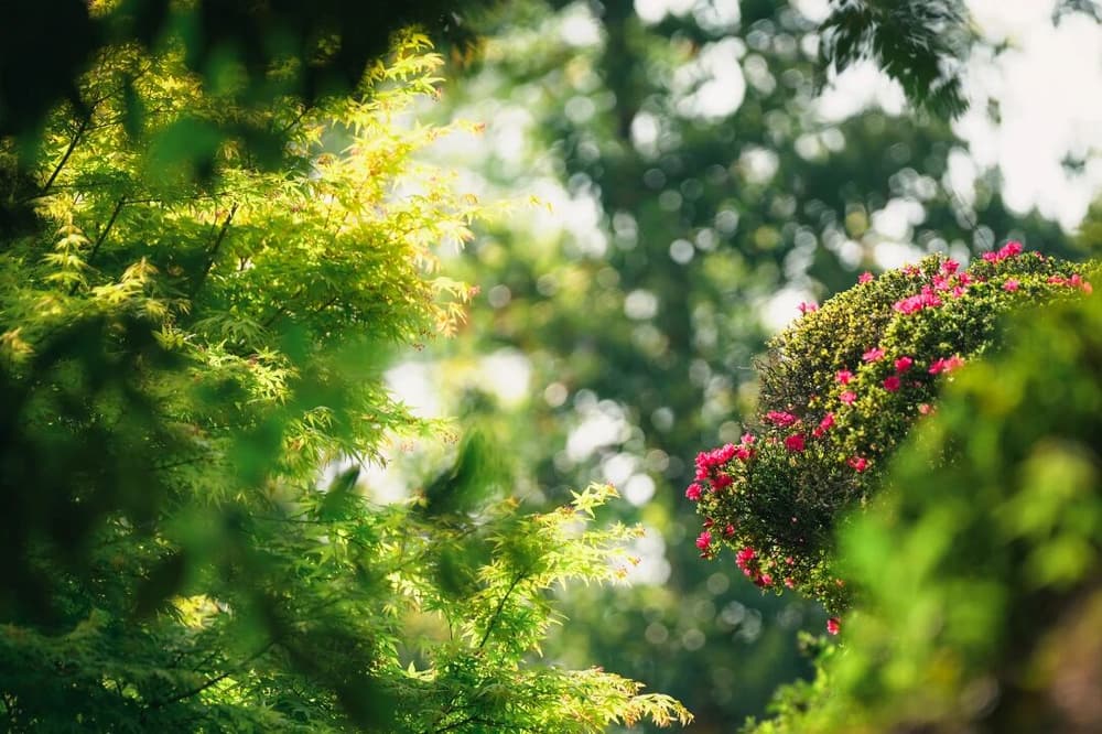 三種障礙會破壞菩薩戒的功德