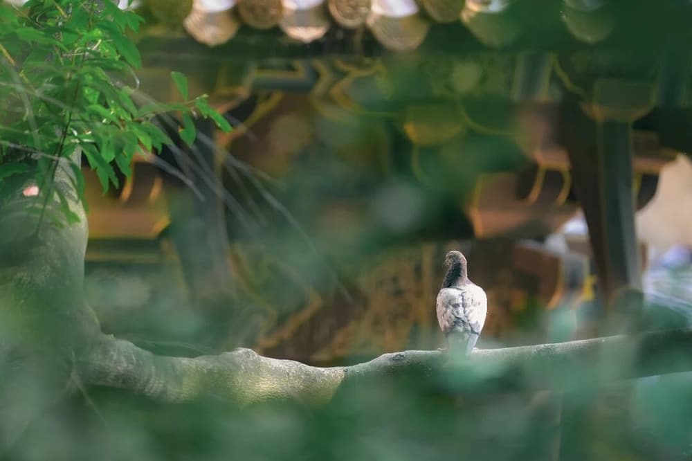 用五陰創造出來的快樂有兩種過失