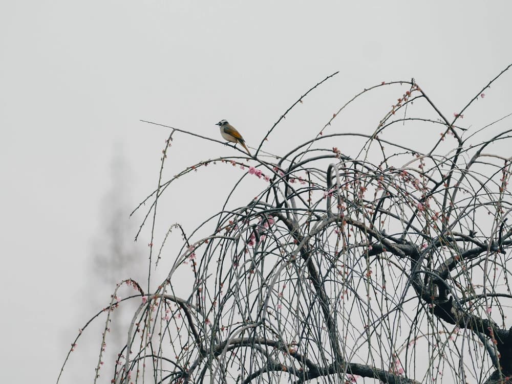 持淫戒的功德與犯戒的過失