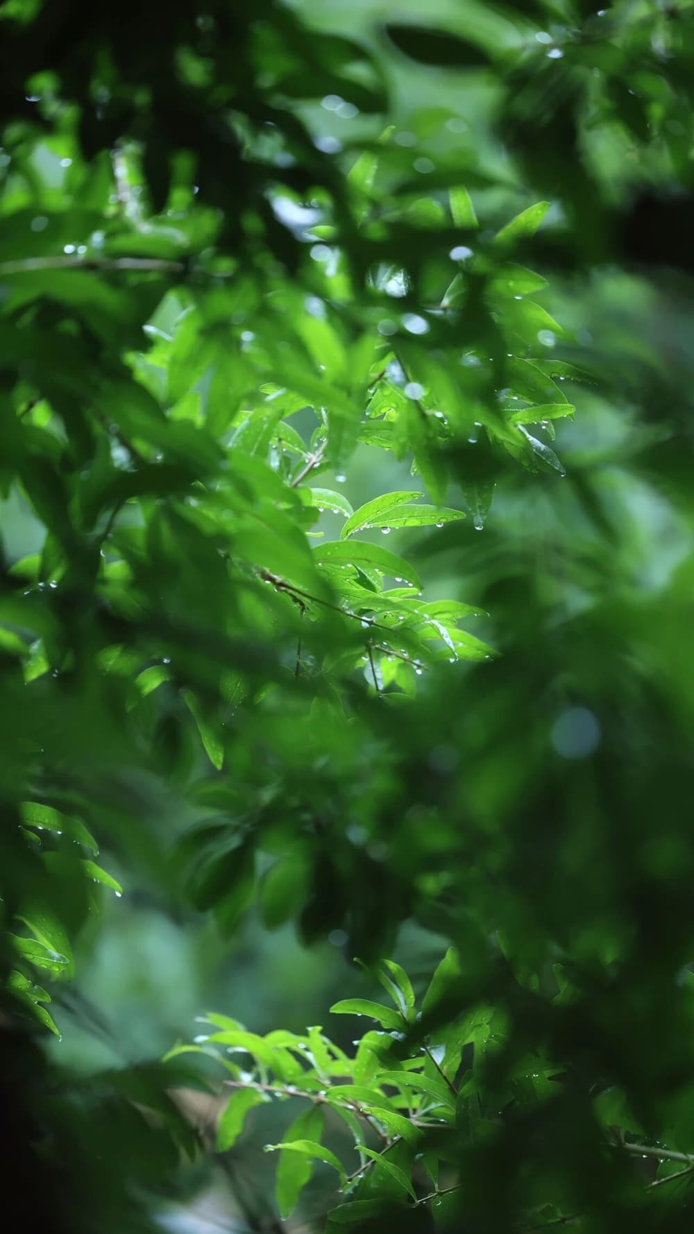 神足通有三種