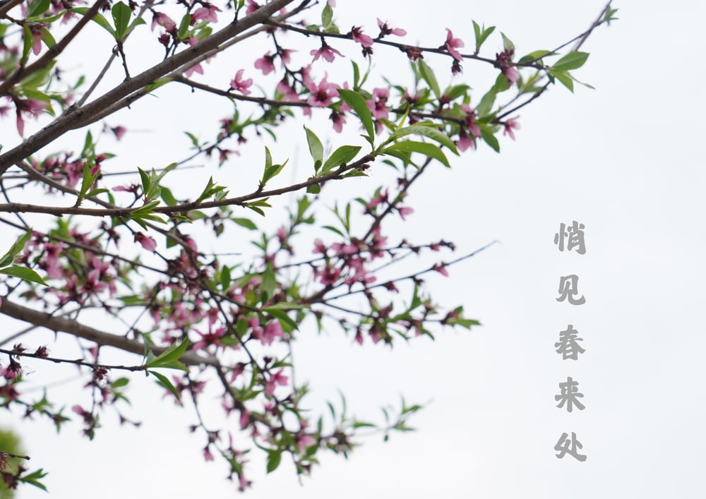 理一心不亂的時候，佛號會脫落嗎