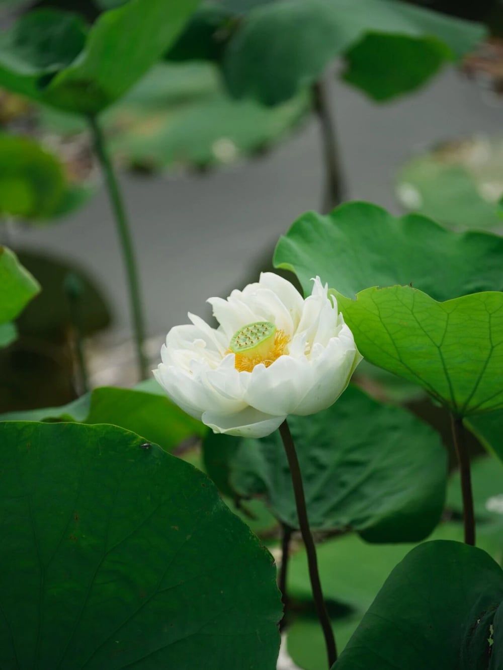 學法華者如何圓修淨土